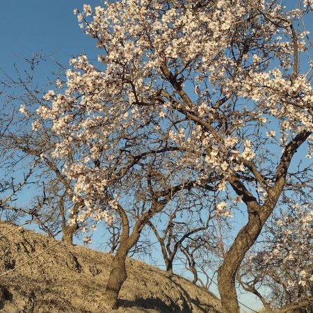 Adopt an Almond tree - Shelled Almonds (Marcona)