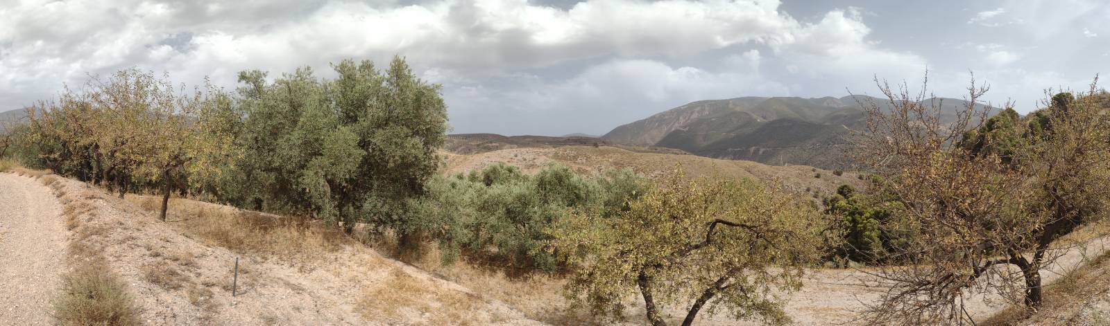 views of the sierra nevada from finca verde